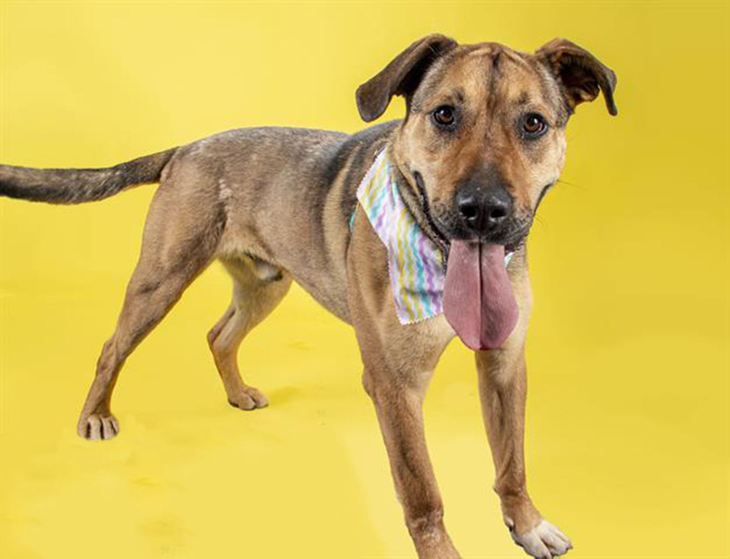 Last week's pet, still available: Spike